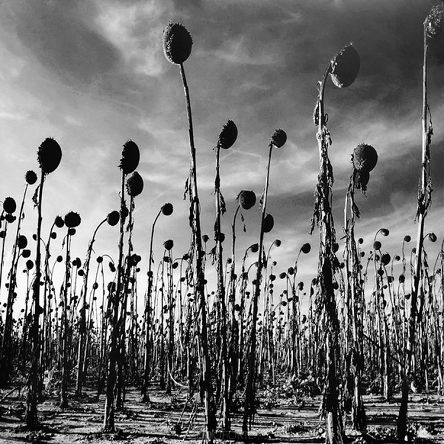 DEAD CAN DANCE: Anastasis, 2LP